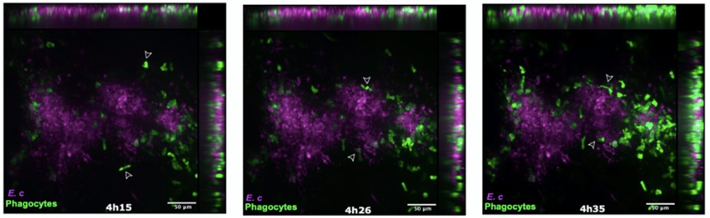 Image de microscopie confocale apr��s micro-injection de spores d��Encephalitozoon cuniculi dans le pavillon de l��oreille de la souris transg��nique LysM-EGFP au temps 4h15-4h35 apr��s l��infection. Les cellules phagocytaires recrut��es EGFP+ (fluorescence vert