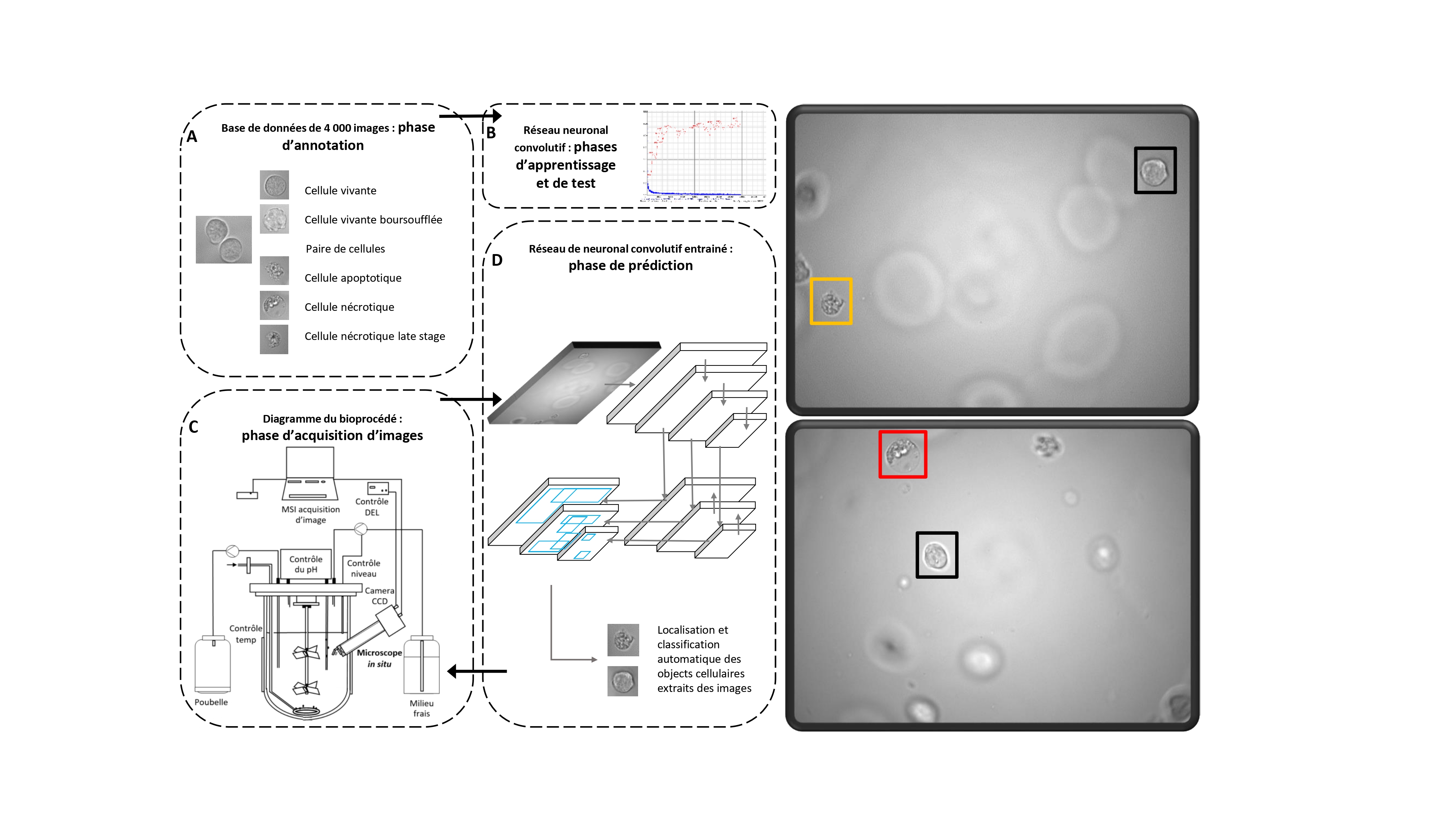 Sch��ma du processus de mise au point de l'outil de classification de cellules.