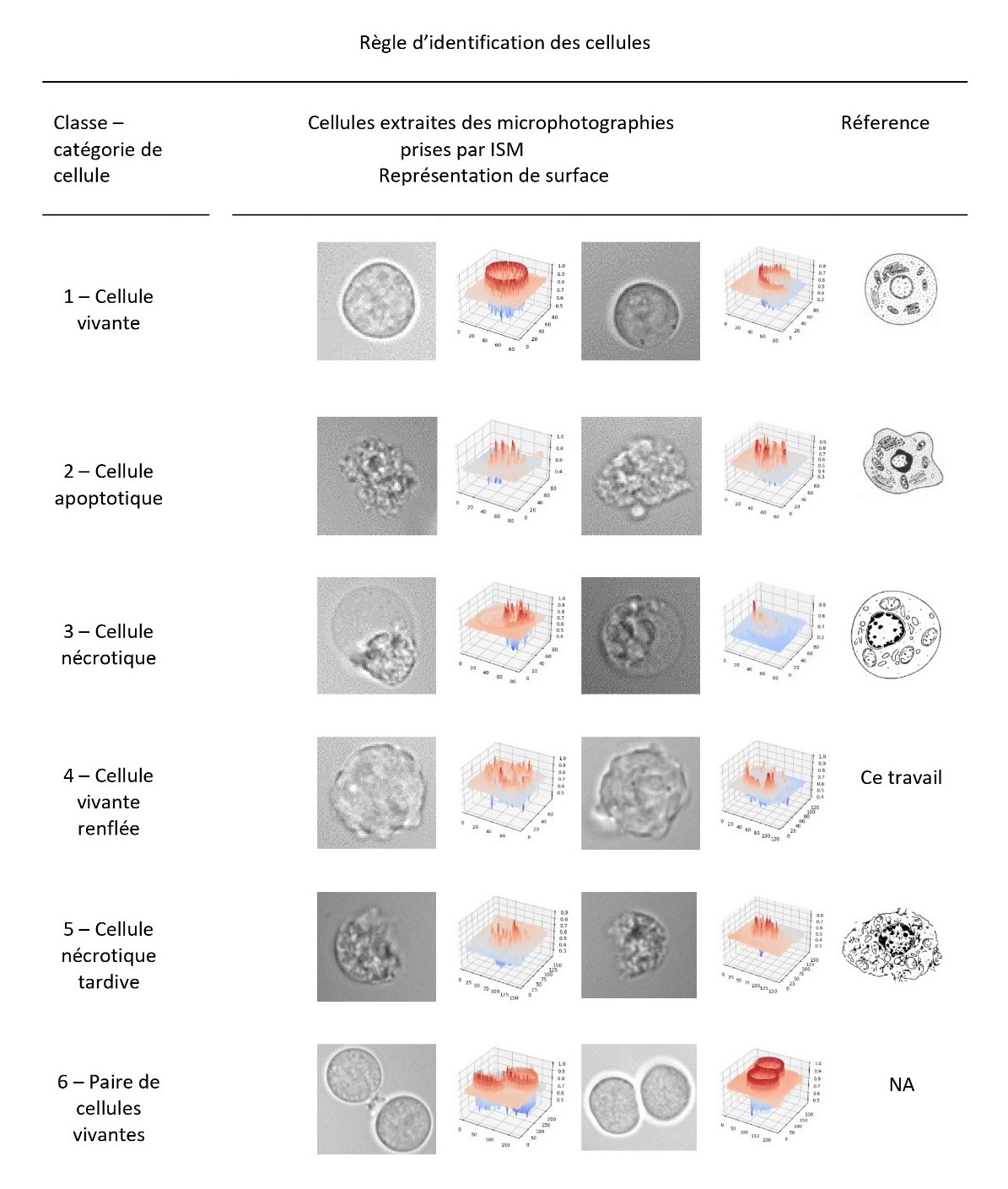 Six classes de cellules sont identifi��es par leur morphologie.